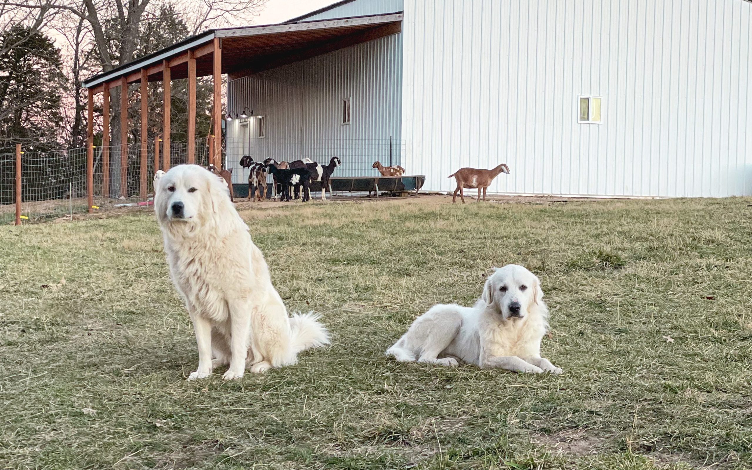 The Crooks Family Farm photo 6