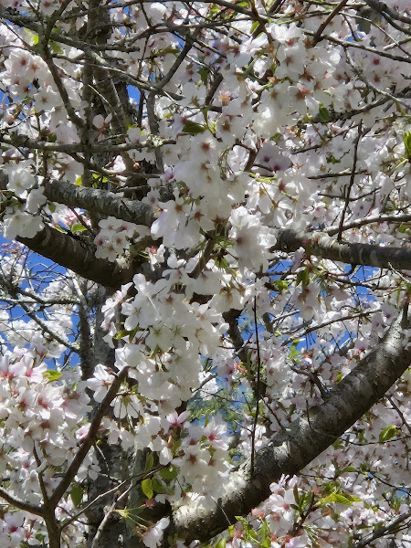 Farm To Fork Cherry Blossom Farmers Market & Essentials DP photo 2
