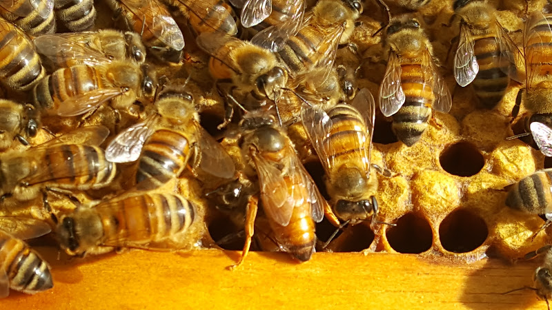 Sweet Az Honey photo 2