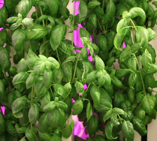 New Age Provisions Farms