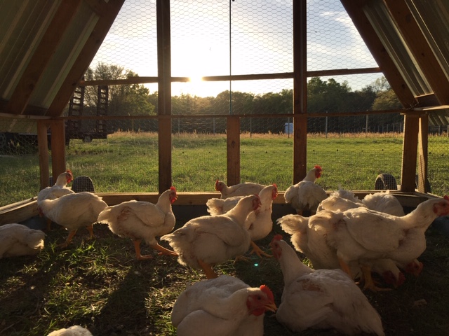 Humble Nature Farm photo 3