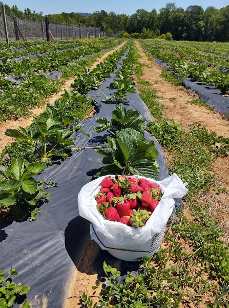 Holmestead Farm