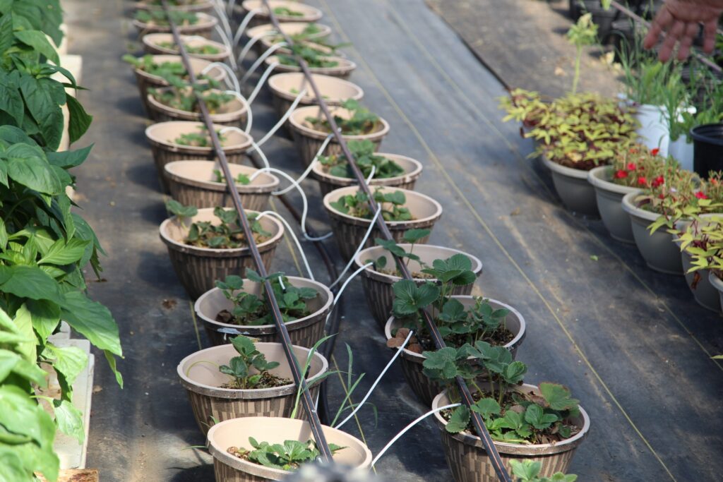 Walnut Creek Farm Texas