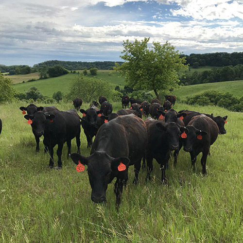 Carmen Glenn Farms