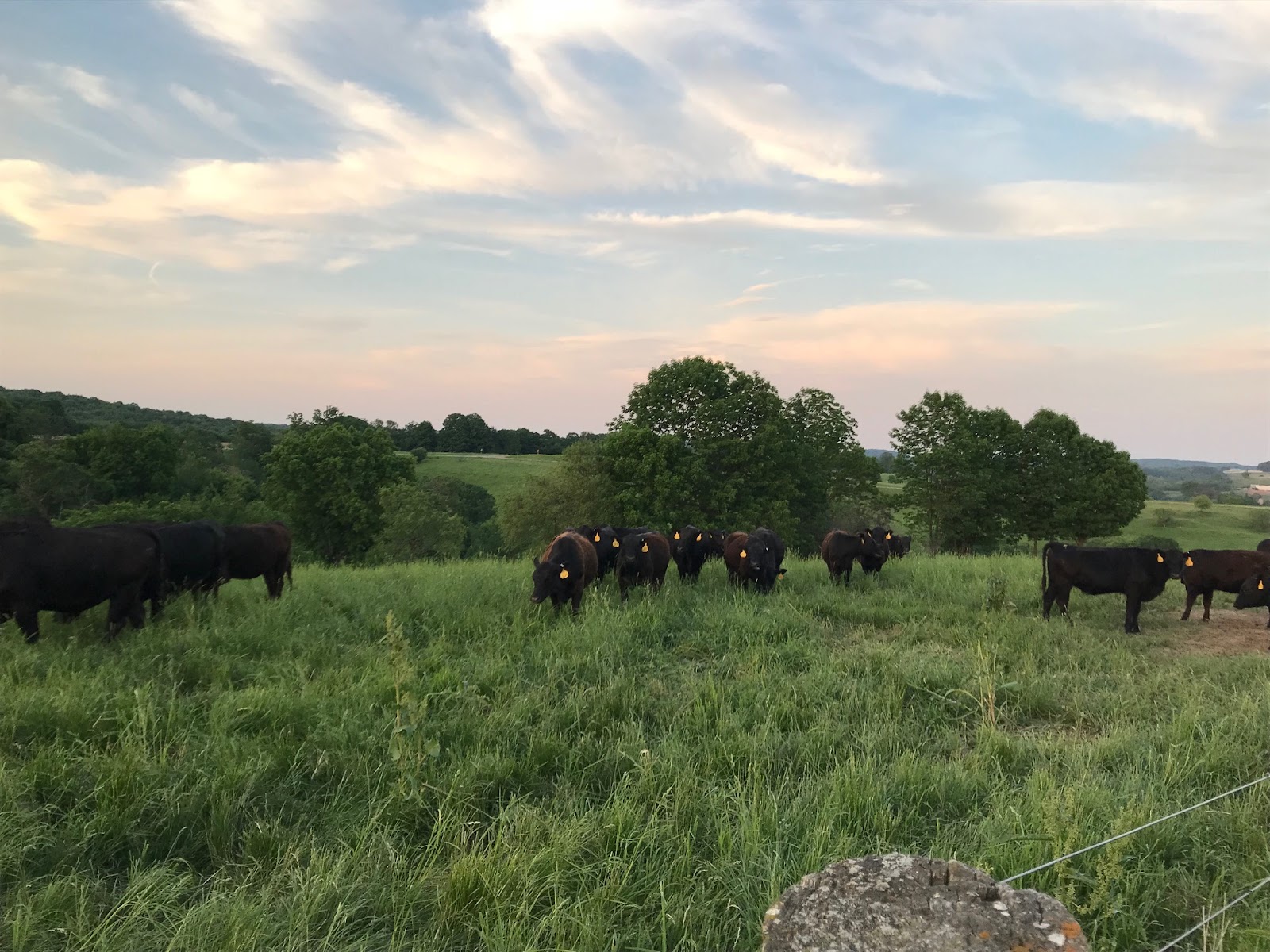 Carmen Glenn Farms photo 4