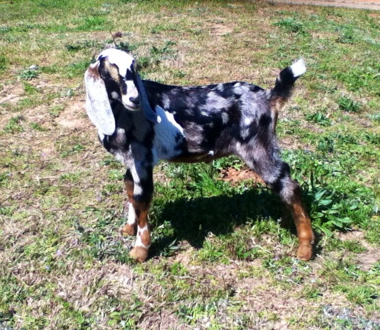 My Father's Place Farm