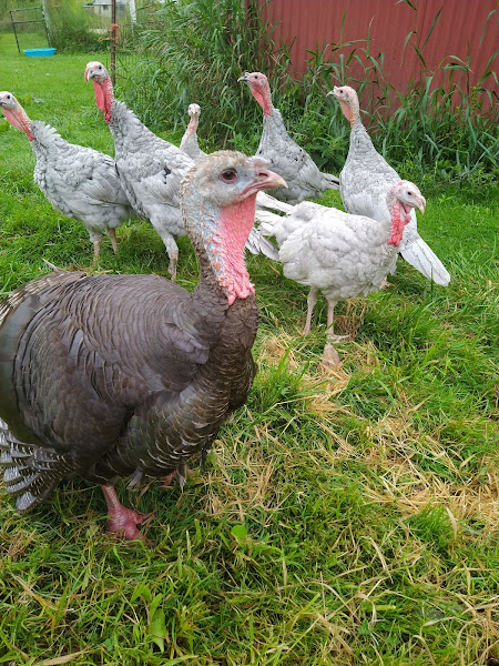 Clear Creek Valley Farm