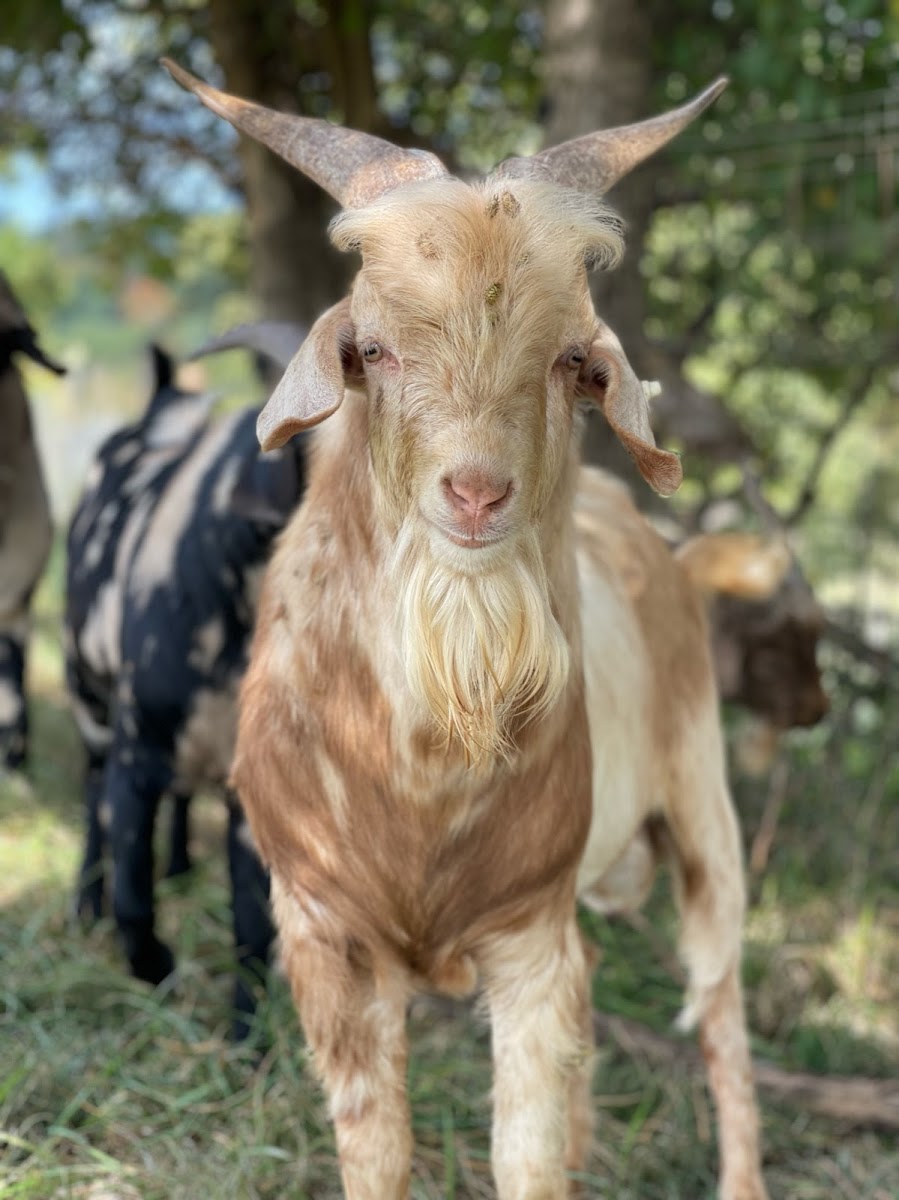 Fluffy Butt Farms LLC photo 2