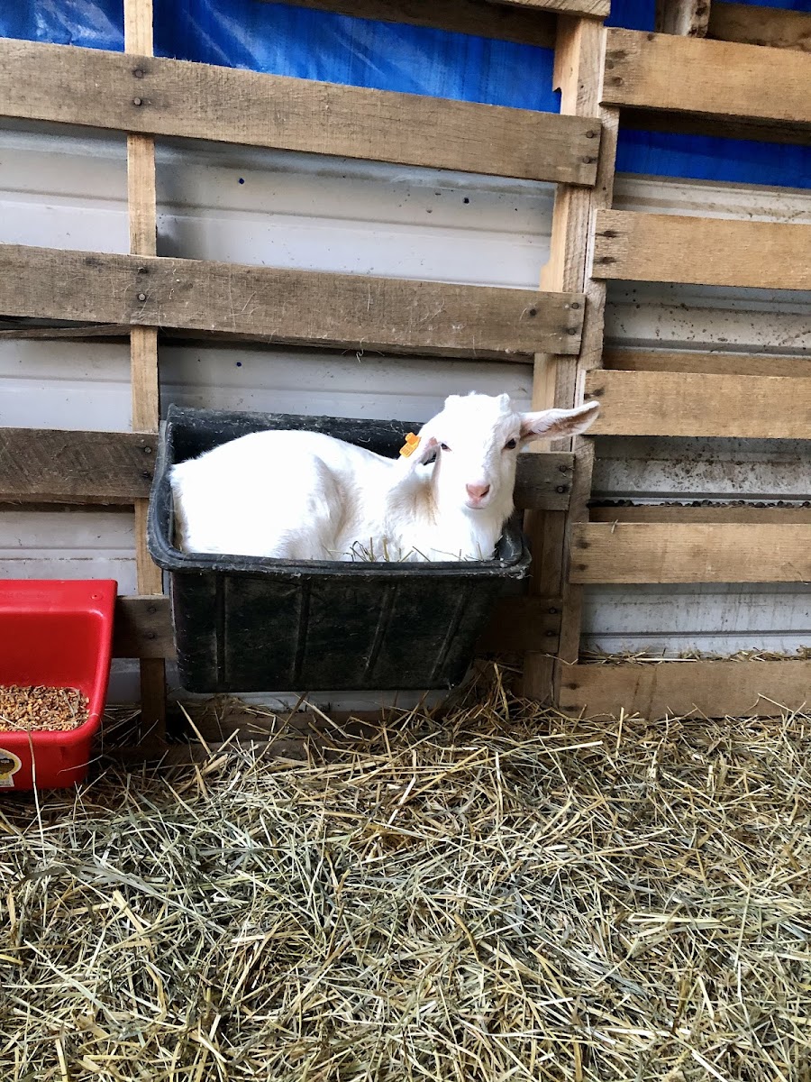 Fluffy Butt Farms LLC photo 3