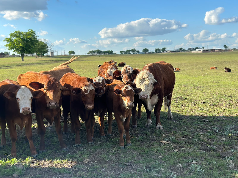 Captain T’s Greens Farm and Cattle