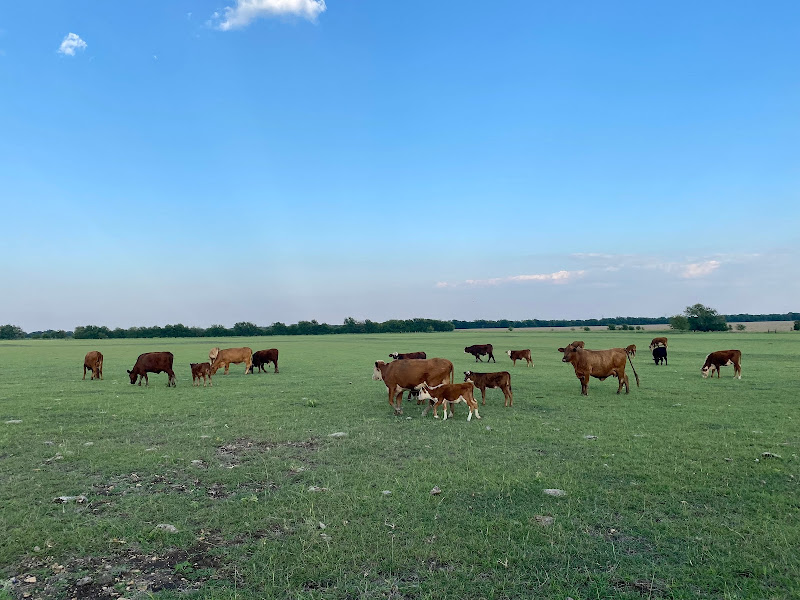 Captain T’s Greens Farm and Cattle photo 2