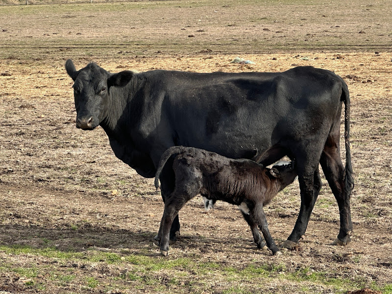 Captain T’s Greens Farm and Cattle photo 3