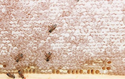 Reedy Creek Apiary, LLC