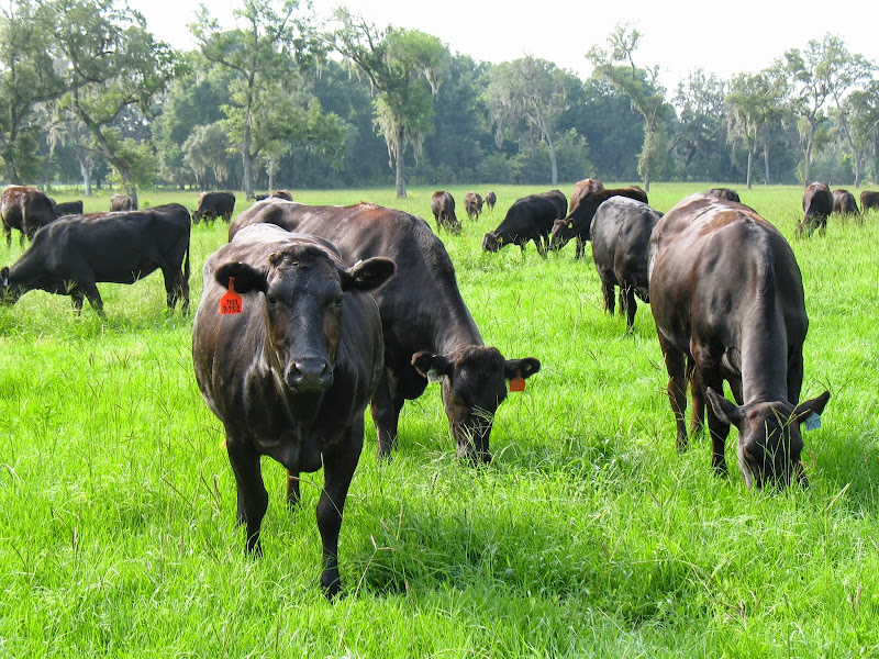 Pasture Prime Wagyu & Family Farm