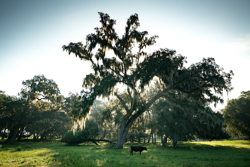 Pasture Prime Wagyu & Family Farm photo 2