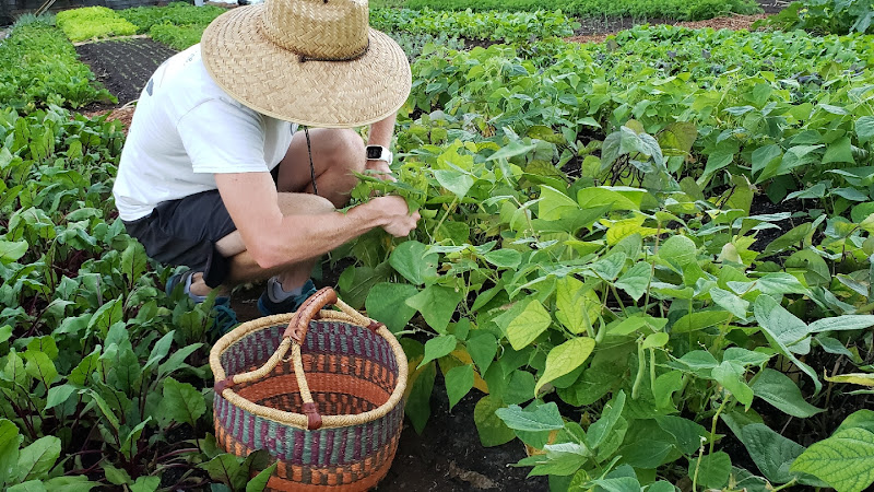 Greens N Things Urban Farm at Engineer Sales Inc.