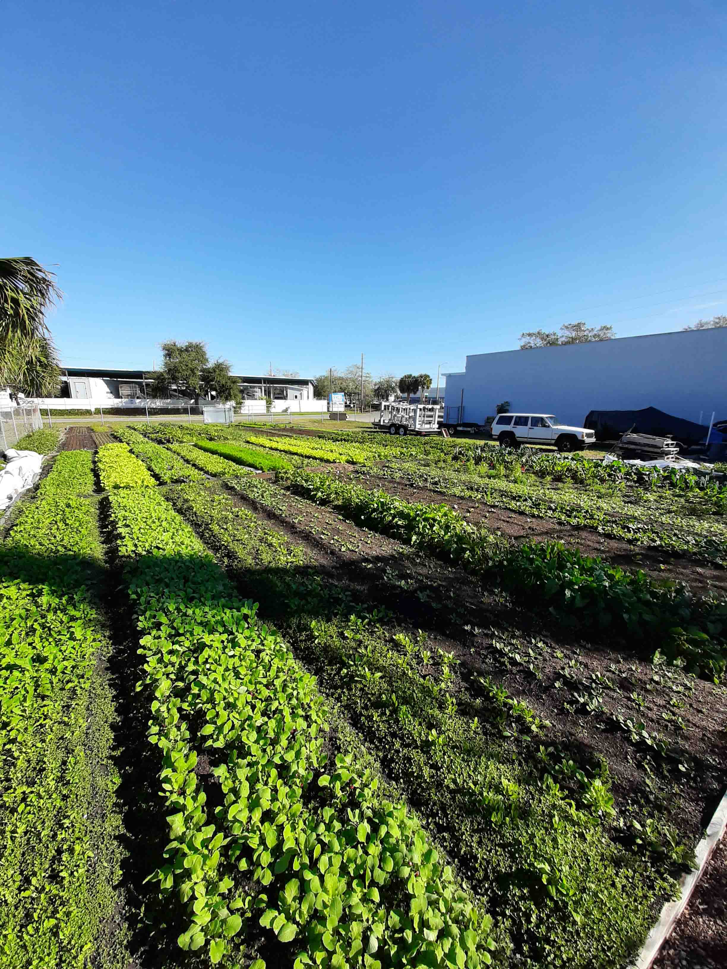 Greens N Things Urban Farm at Engineer Sales Inc.