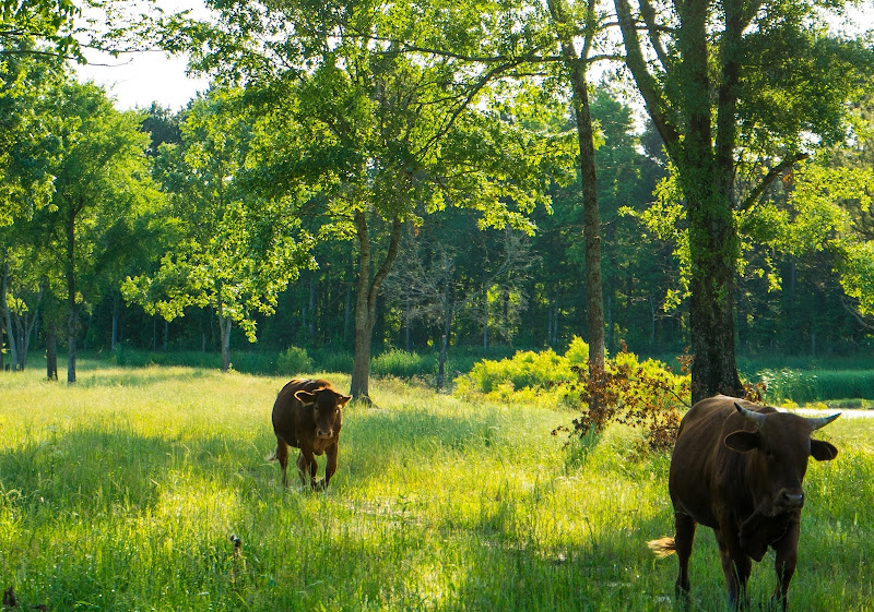 Long Walk Spring Farm photo 2