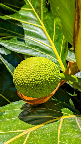 La Kahea Community Farm