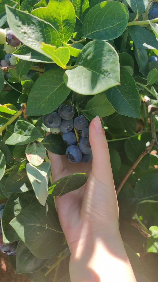 Morning Shade Farm photo 4