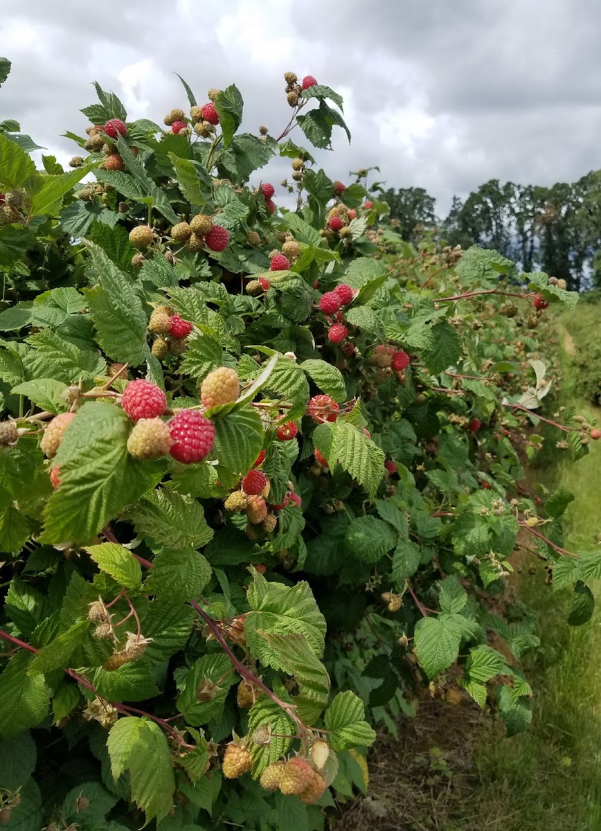 Morning Shade Farm photo 5