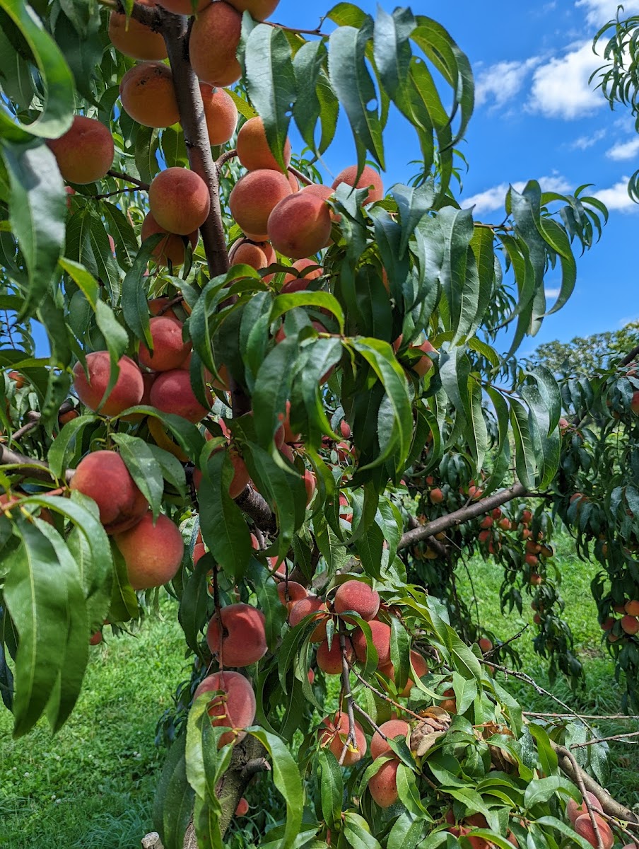 Ekler's Produce photo 4