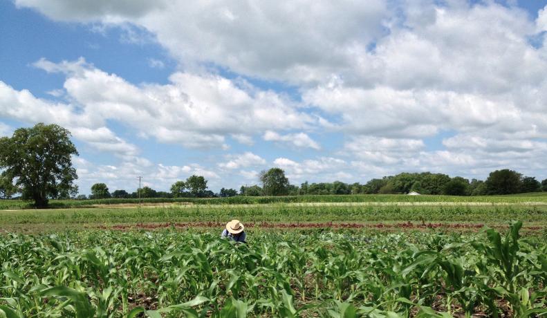 Bray Grove Farm photo 2