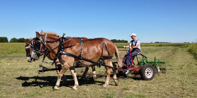 Bray Grove Farm photo 3