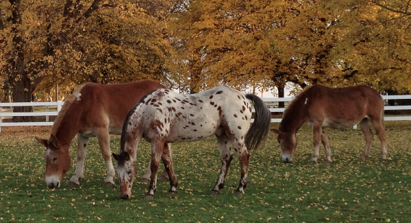 Bray Grove Farm photo 4
