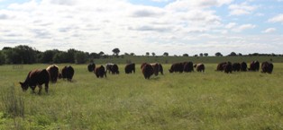 Renaissance Farms Ltd photo 2