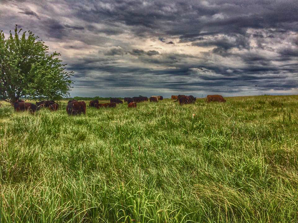 Renaissance Farms Ltd photo 3