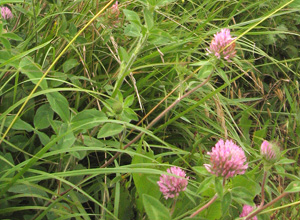 Renaissance Farms Ltd photo 4