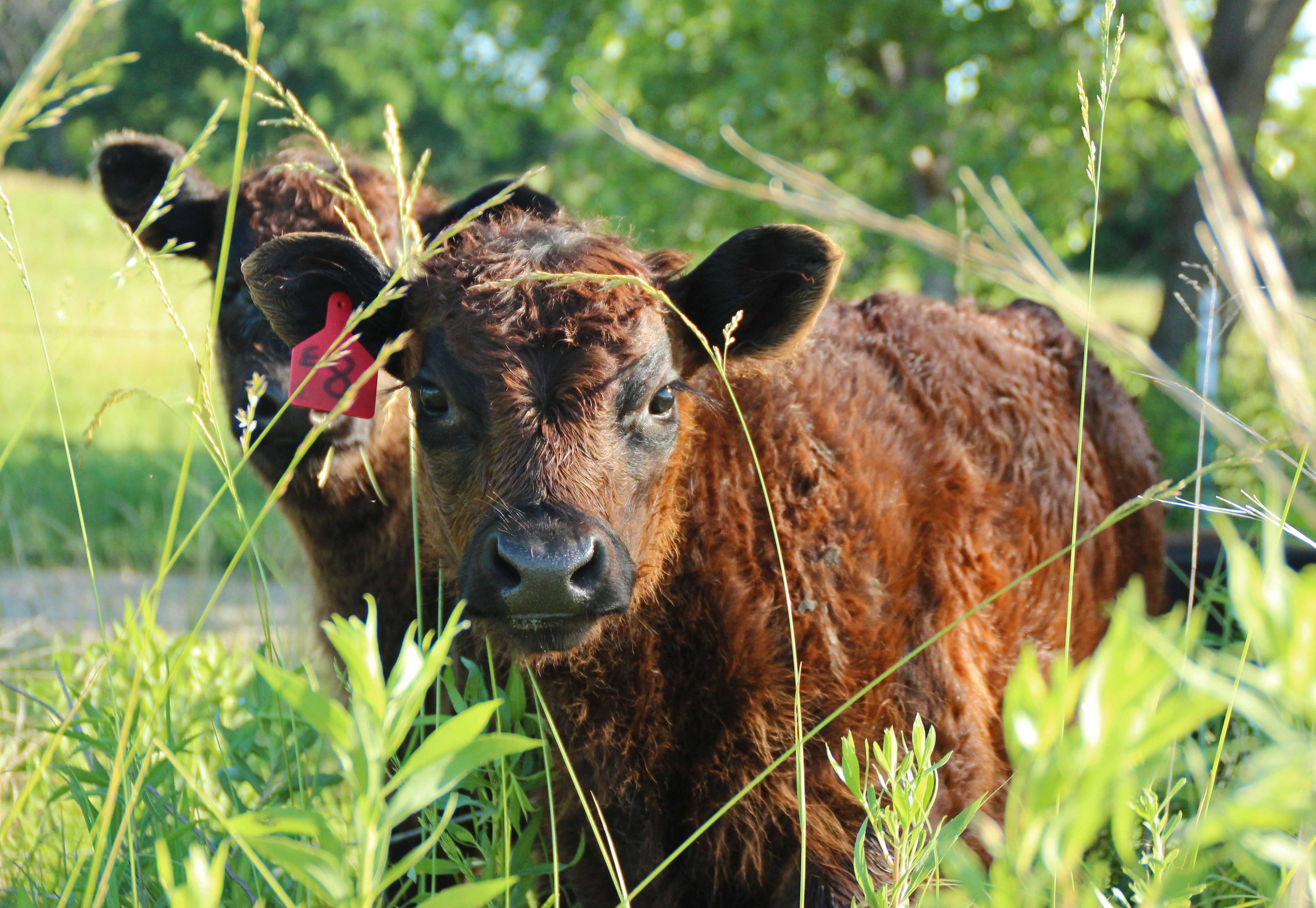 Renaissance Farms Ltd