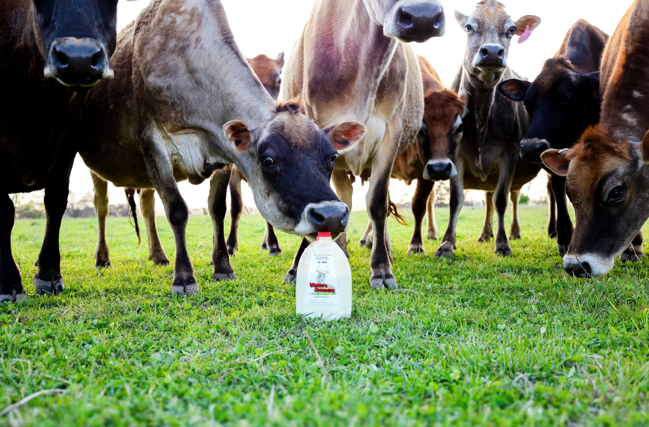 Marlee's Creamery photo 3