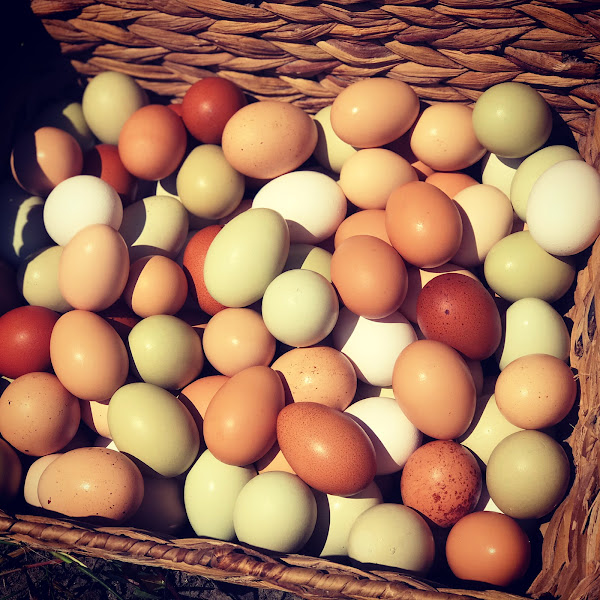 Mother Clucker Farms