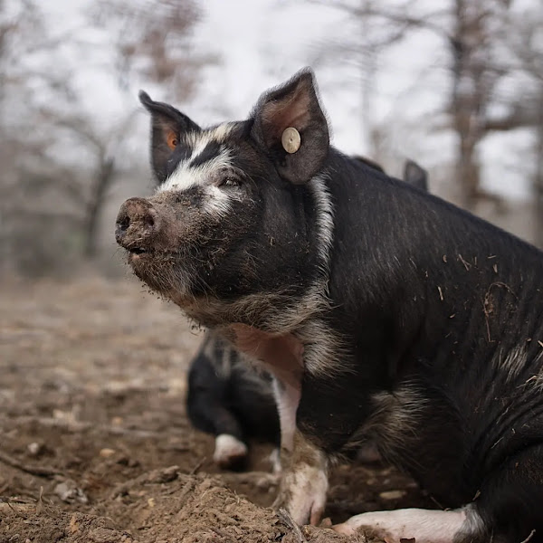 The Rowdy Roost photo 2