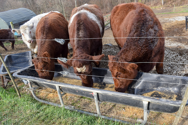 Coyne Family Farm LLC photo 9
