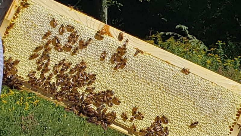 Bennetts Valley Honey Company photo 3