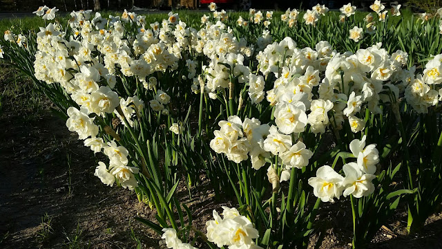 Leelanau Specialty Cut Flowers
