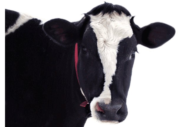 Le-Ara Holsteins photo 3