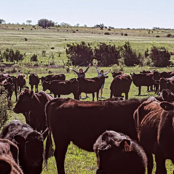 3C Joppa Cattle Company, LLC