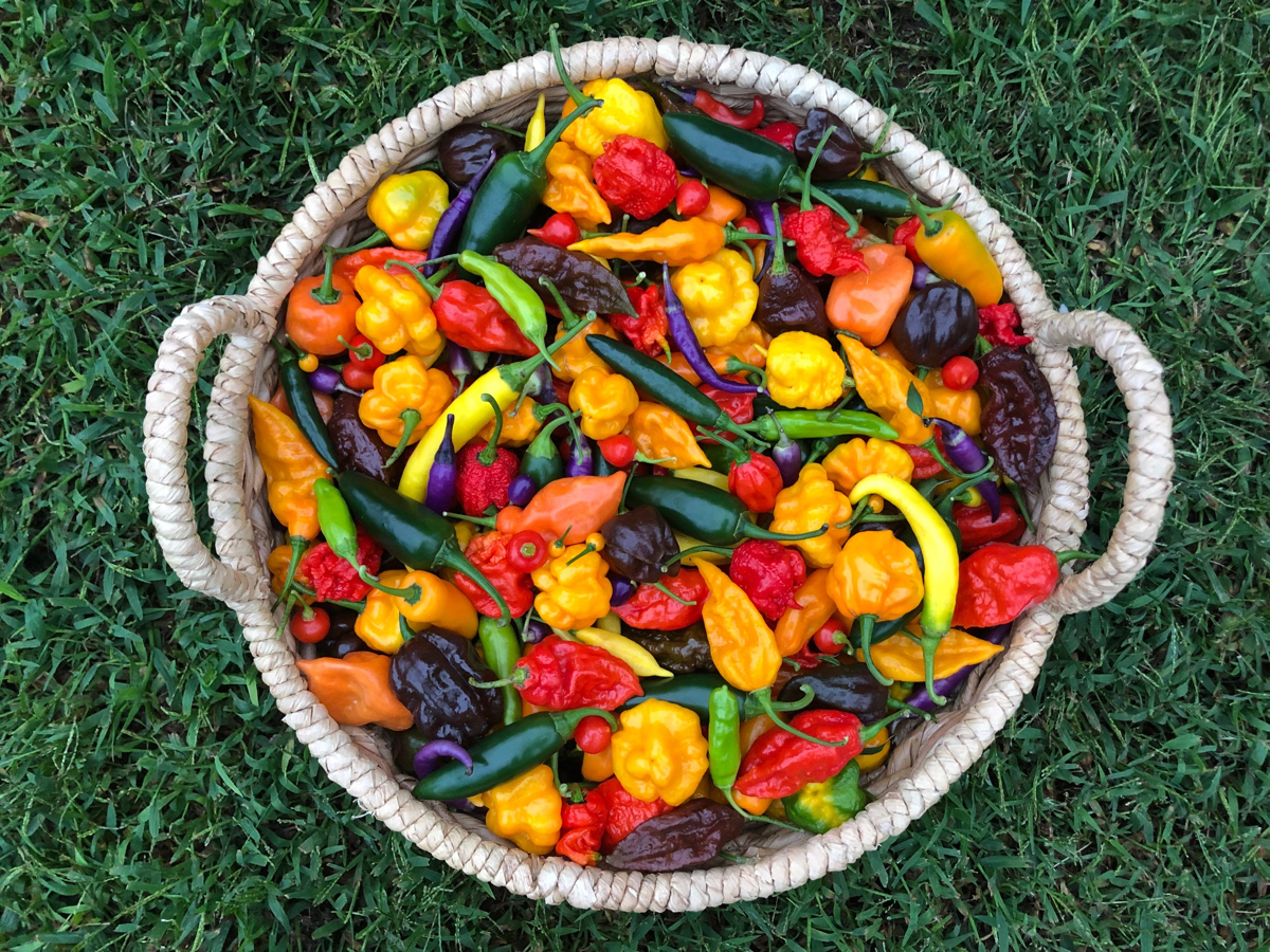 Mount Holly Farmers Market photo 5