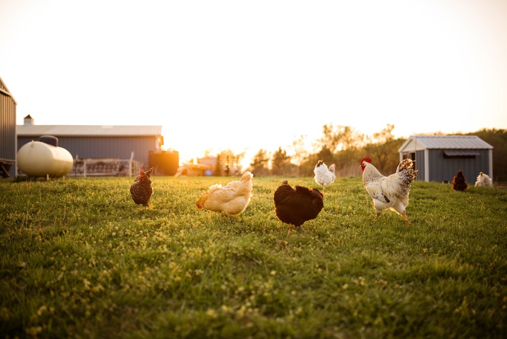 Cartermere Farms