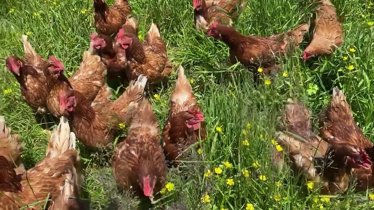 Lick Skillet Farm photo 3