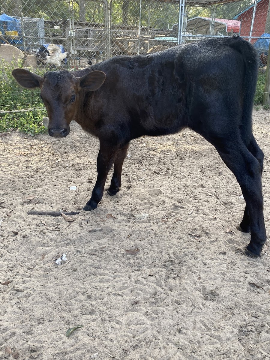 Meme's Poultry And Quail Sales photo 2