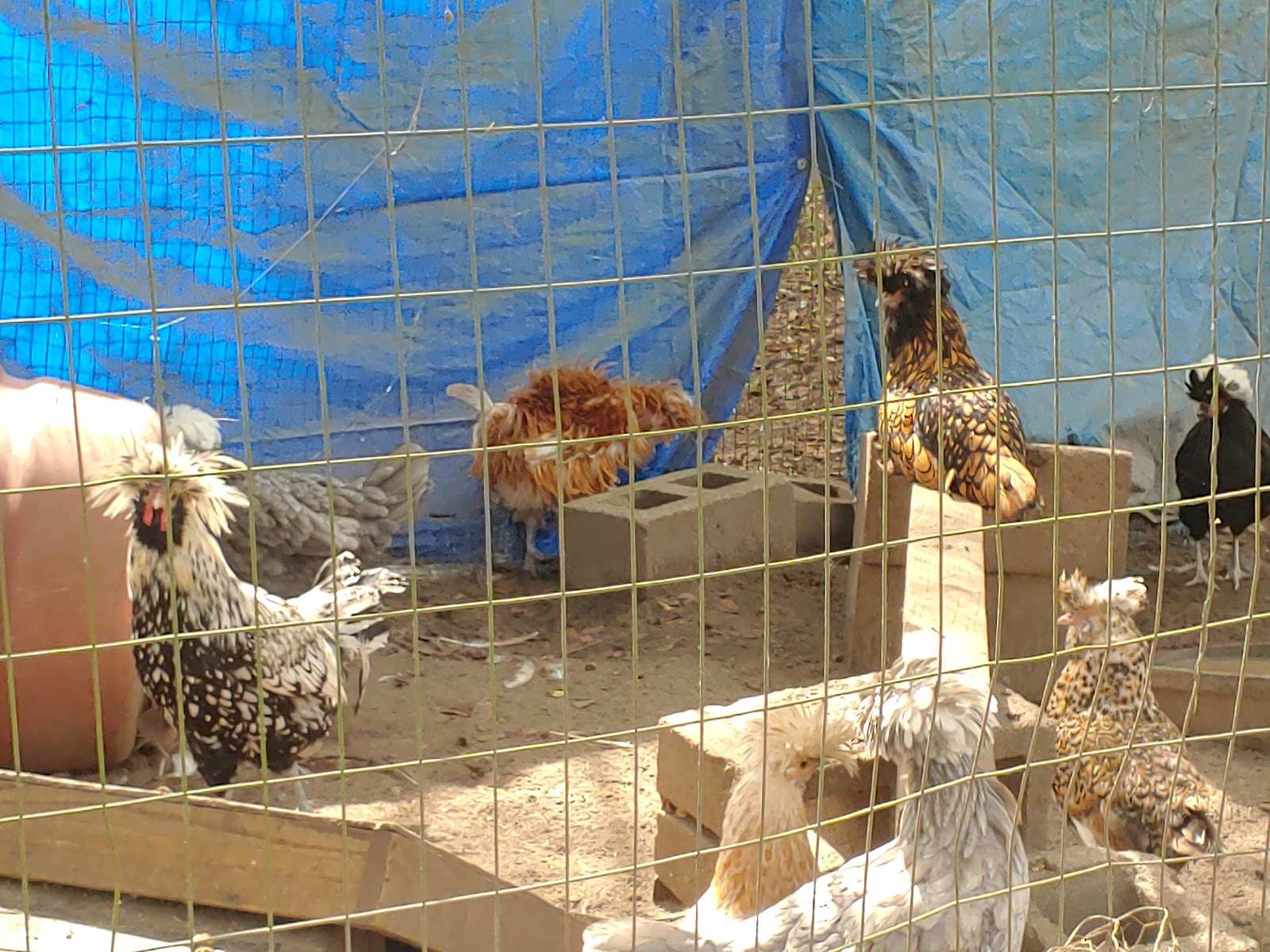 Meme's Poultry And Quail Sales photo 3