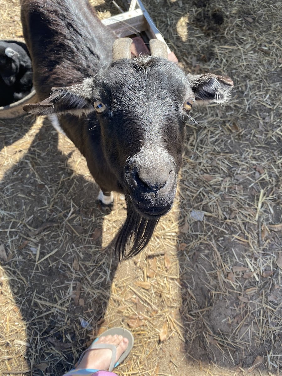 Meme's Poultry And Quail Sales photo 4