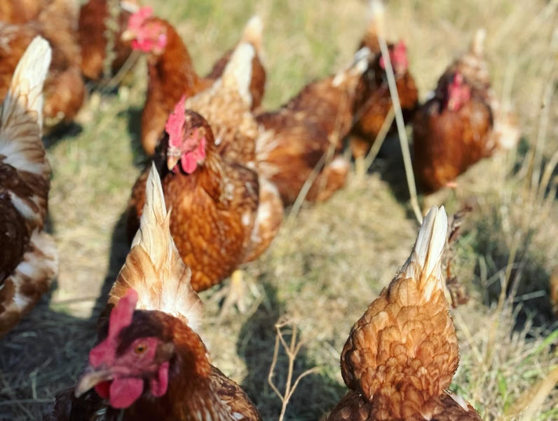 Bland Family Farm photo 2