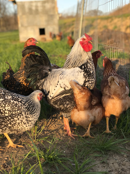 Bland Family Farm photo 4