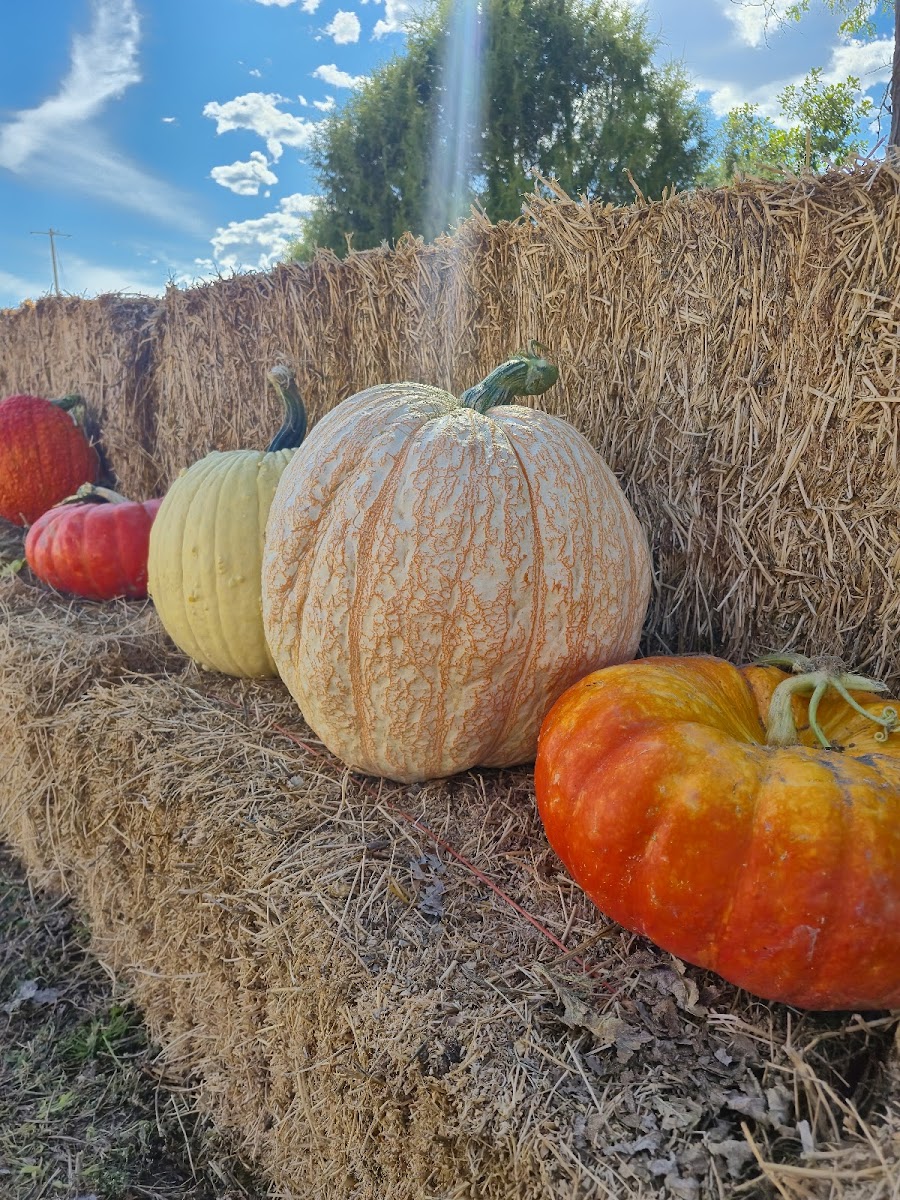 Ellis' Harvest Home